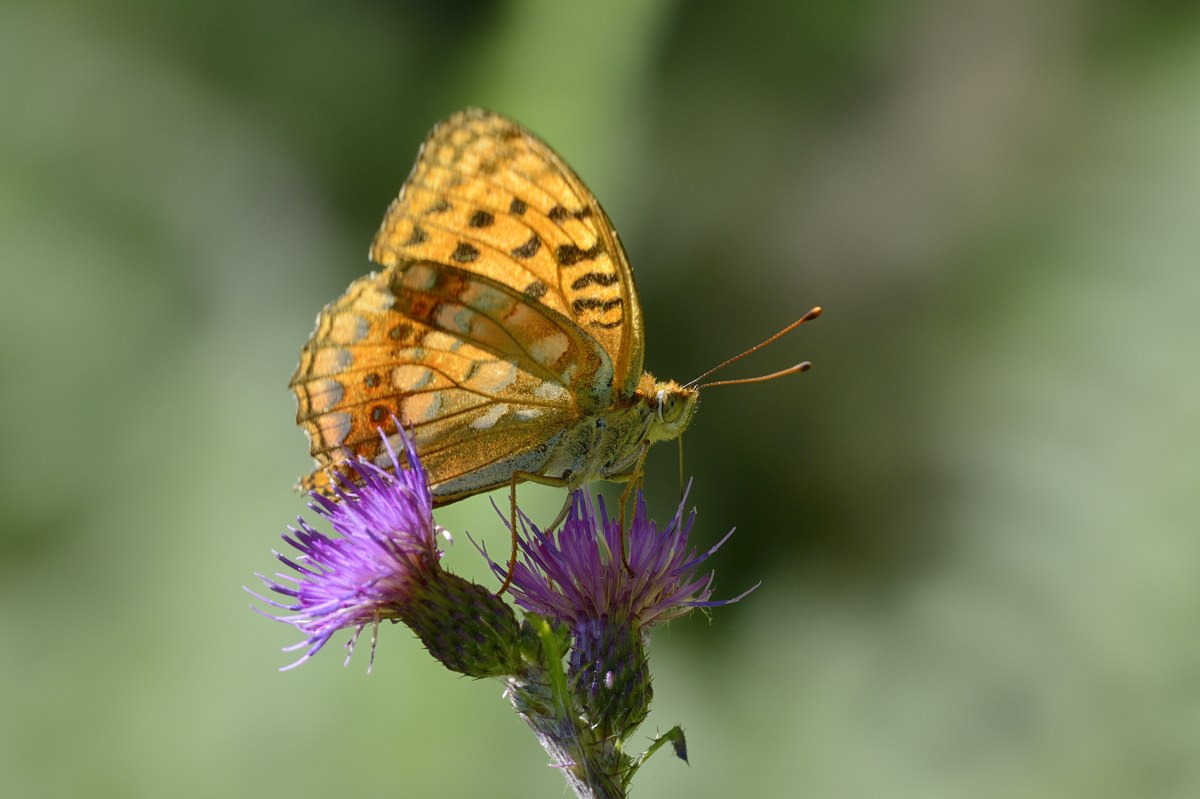 Conferma Argynnis paphia